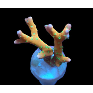 Anacropora forbesi  - Tropicana