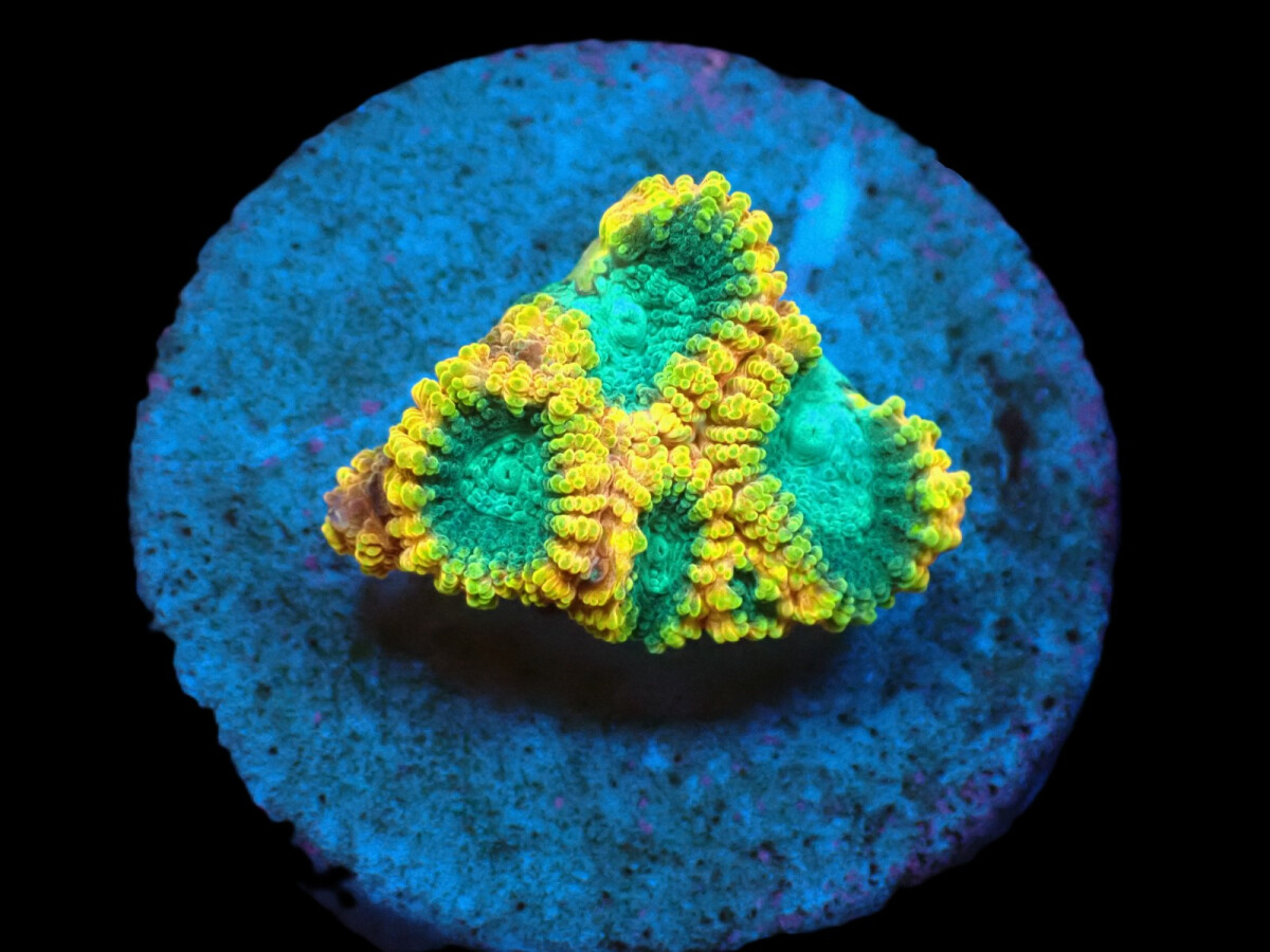 Favia sp. (Favia of the Gods)