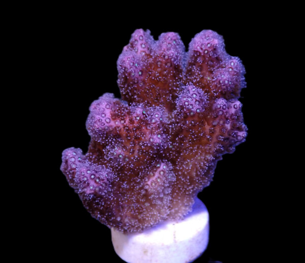 Pocillopora damicornis - (Purple)