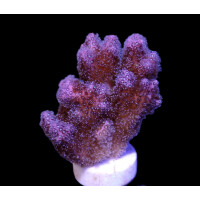 Pocillopora damicornis - (Purple)