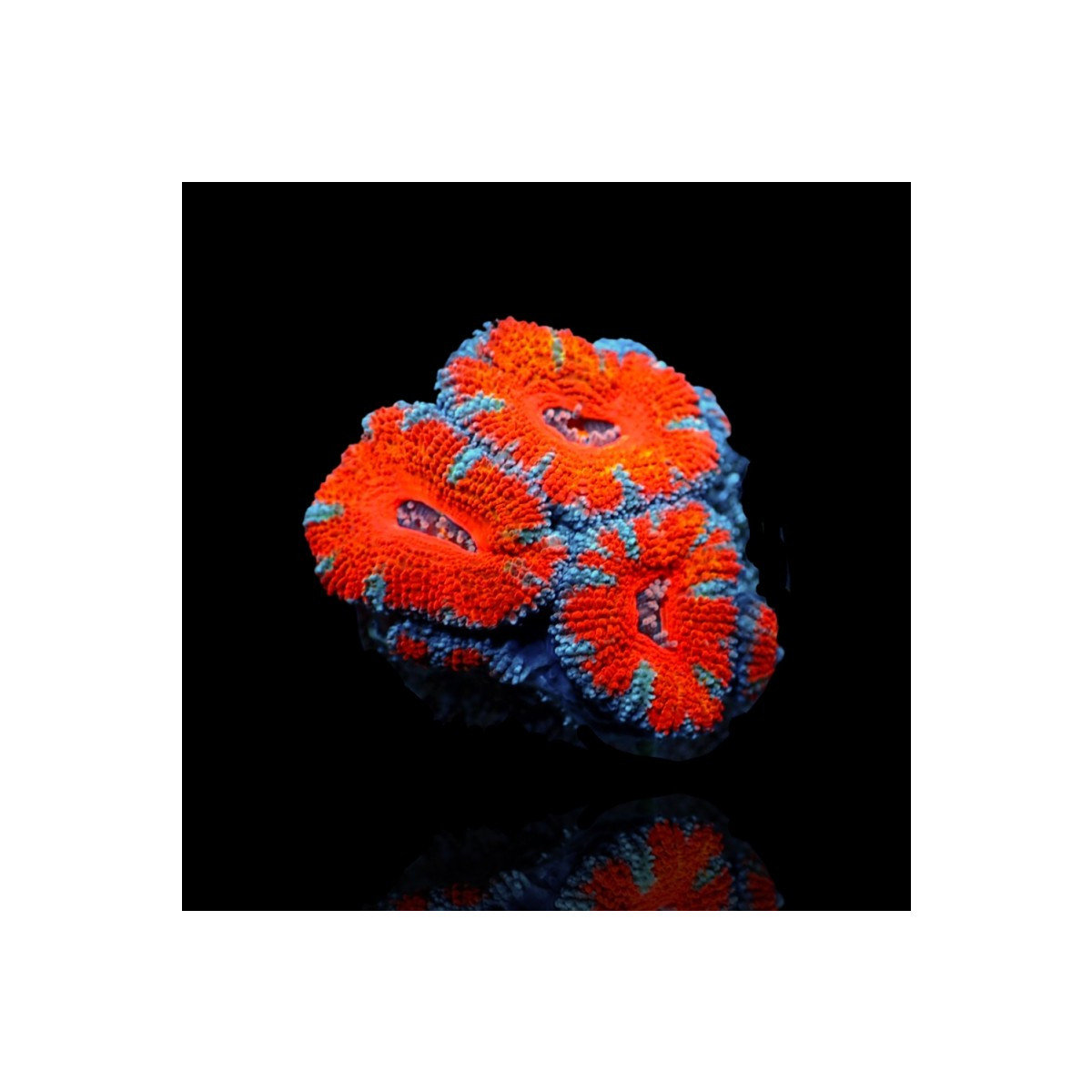 Acanthastrea Lordhowensis Ultra Australia