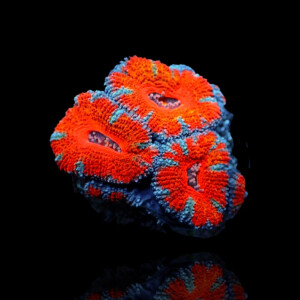 Acanthastrea Lordhowensis Ultra Australia