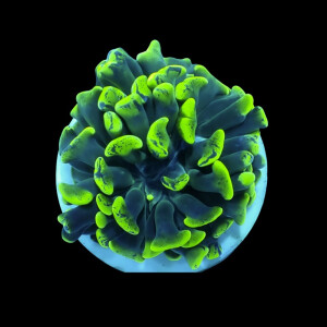 Euphyllia Paraancora sp. - per Kopf