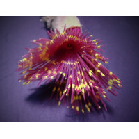 Sabellastarte spp. (Special)