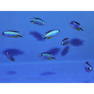 Pomacentrus alleni - Andamanen-Demoiselle