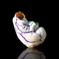 Polycarpa Aurata Double - Sea Squirt L-size
