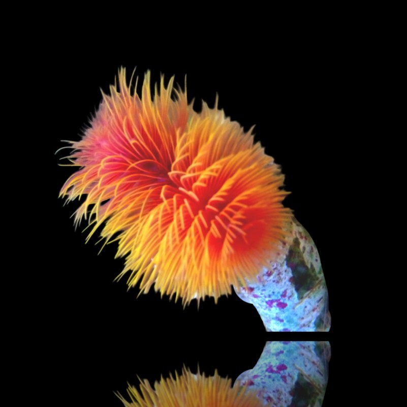 Protula Bispiralis - Orange box