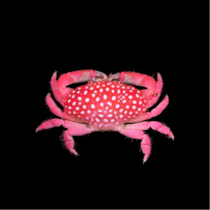 Neoliomera pubescens (Strawberry crab)