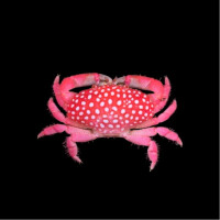 Neoliomera pubescens (Strawberry crab)