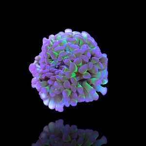 Euphyllia Paraancora Green Purple Tips - Hammerkoralle