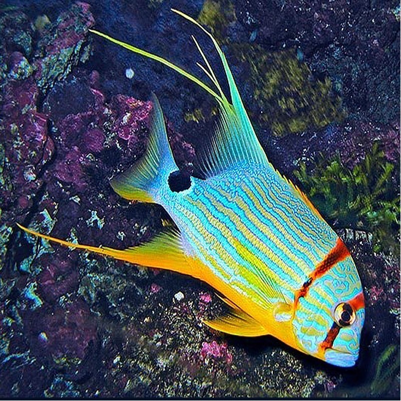Symphorichthys Spilurus - Sailfin Snapper (S)
