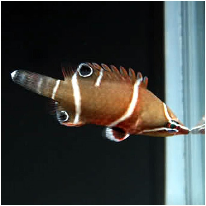 Wetmorella albofasciatus - Höhlenli box