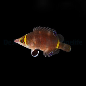 Wetmorella nigropinnata - Höhlenlippfisch