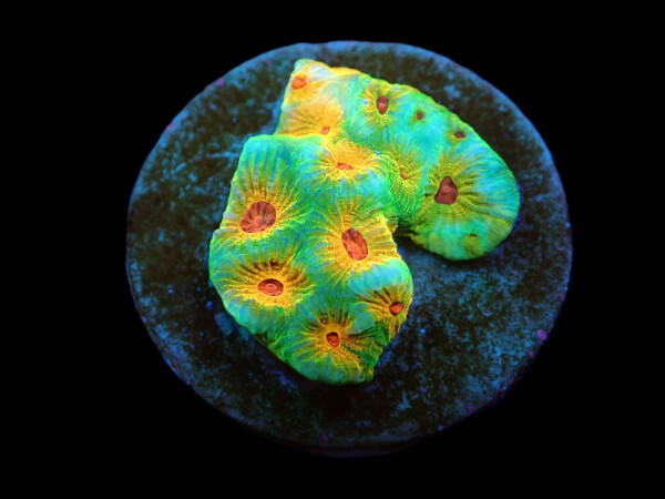 Favites sp, "Candy Corn"