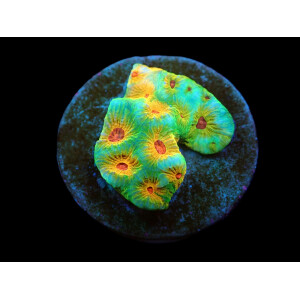 Favites sp, "Candy Corn"