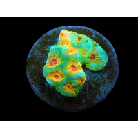Favites sp, "Candy Corn"