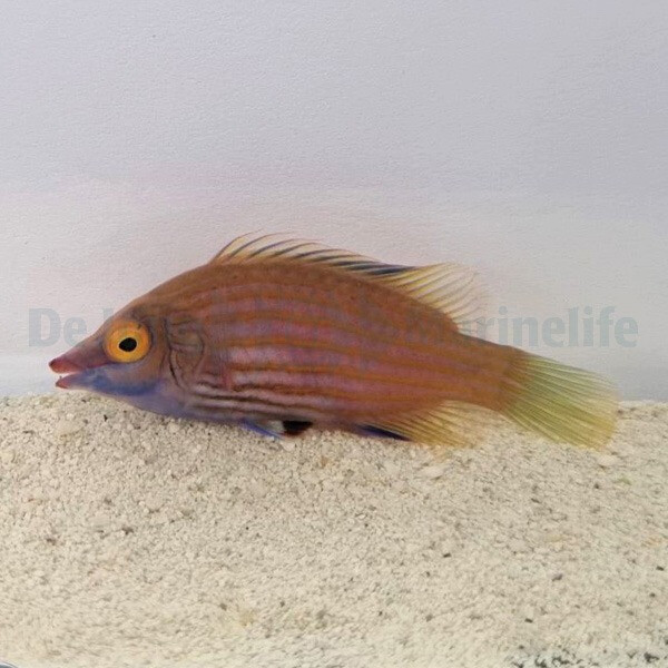 Pseudocheilinops ataenia - Rosa gestreifter Zwerglippfisch
