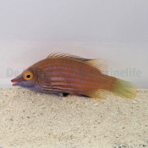 Pseudocheilinops ataenia - Rosa gestreifter Zwerglippfisch