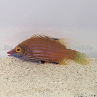 Pseudocheilinops ataenia - Rosa gestreifter Zwerglippfisch