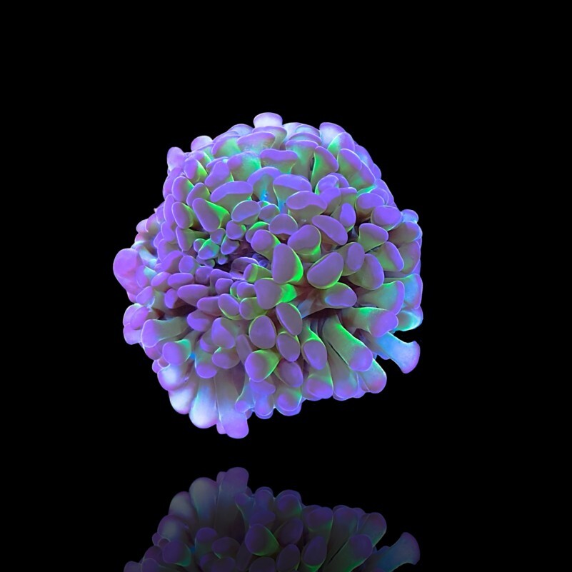 Euphyllia Paraancora Green Purple Tips - box