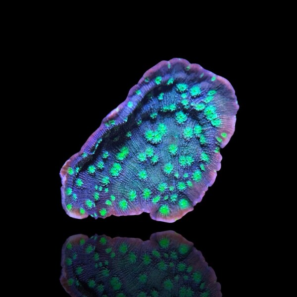 Echinopora Lamellosa Frag