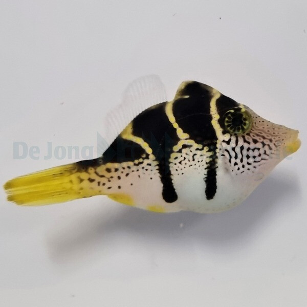 Paraluterus prionurus - Schwarzsattel-Feilenfisch