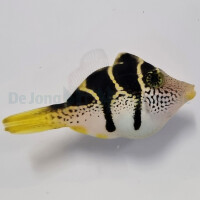 Paraluterus prionurus - Schwarzsattel-Feilenfisch
