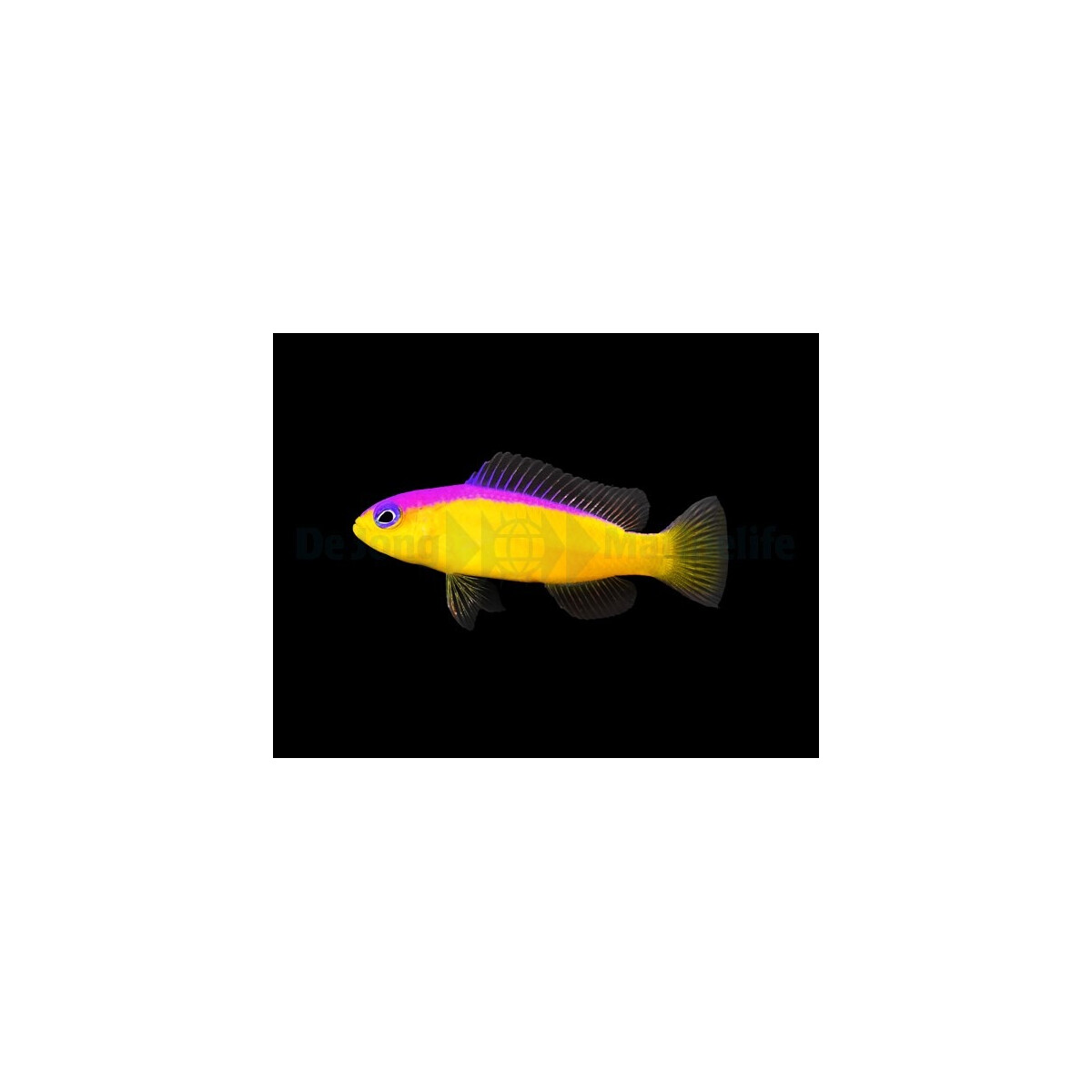 Pictichromis diadema - Diadem-Zwergbarsch