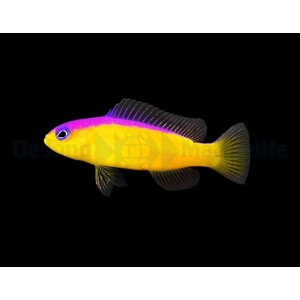 Pictichromis diadema - Diadem-Zwergbarsch