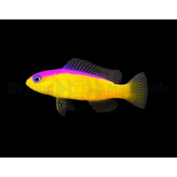 Pictichromis diadema - Diadem-Zwergbarsch