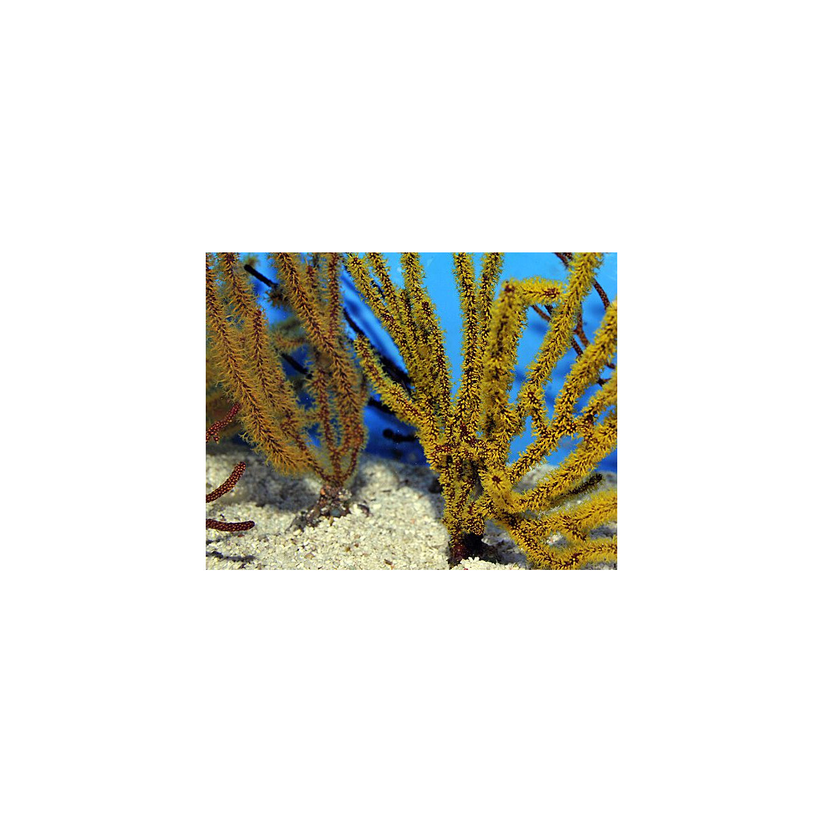 Gorgonia spp. (Colored) M-L box