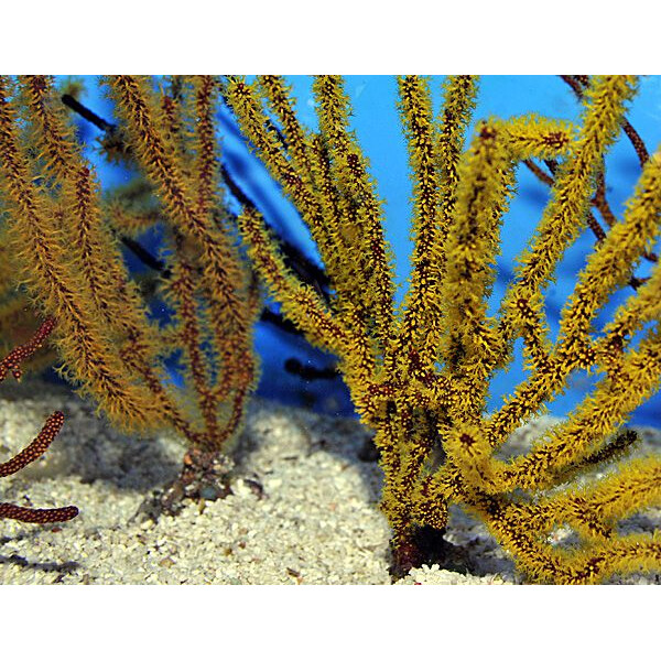 Gorgonia spp. (Colored) M-L