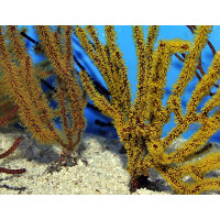 Gorgonia spp. (Colored) M-L