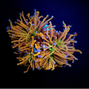 Euphyllia Glabrescens - "Hell Fire" - per Kopf