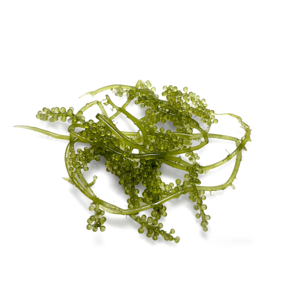 Caulerpa lentillifera