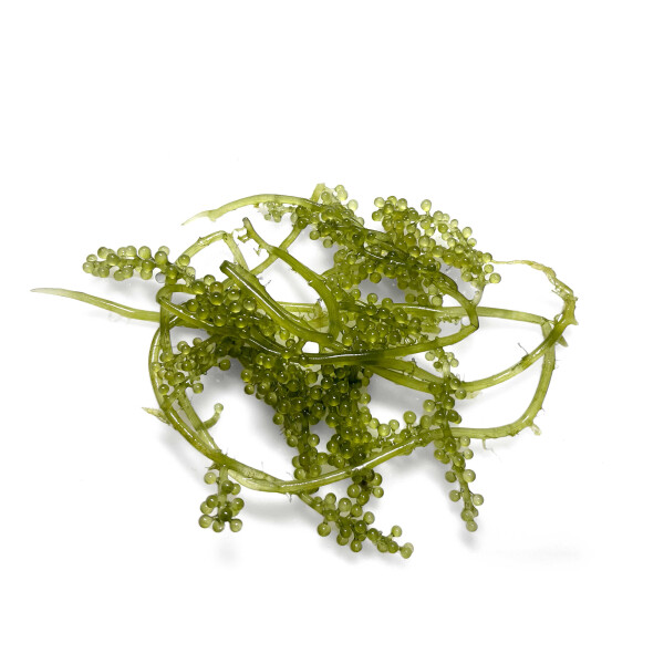 Caulerpa lentillifera