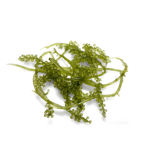 Caulerpa lentillifera