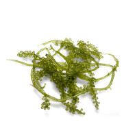 Caulerpa lentillifera