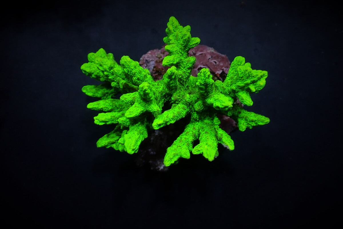 Hydnophora spp Green (frag)