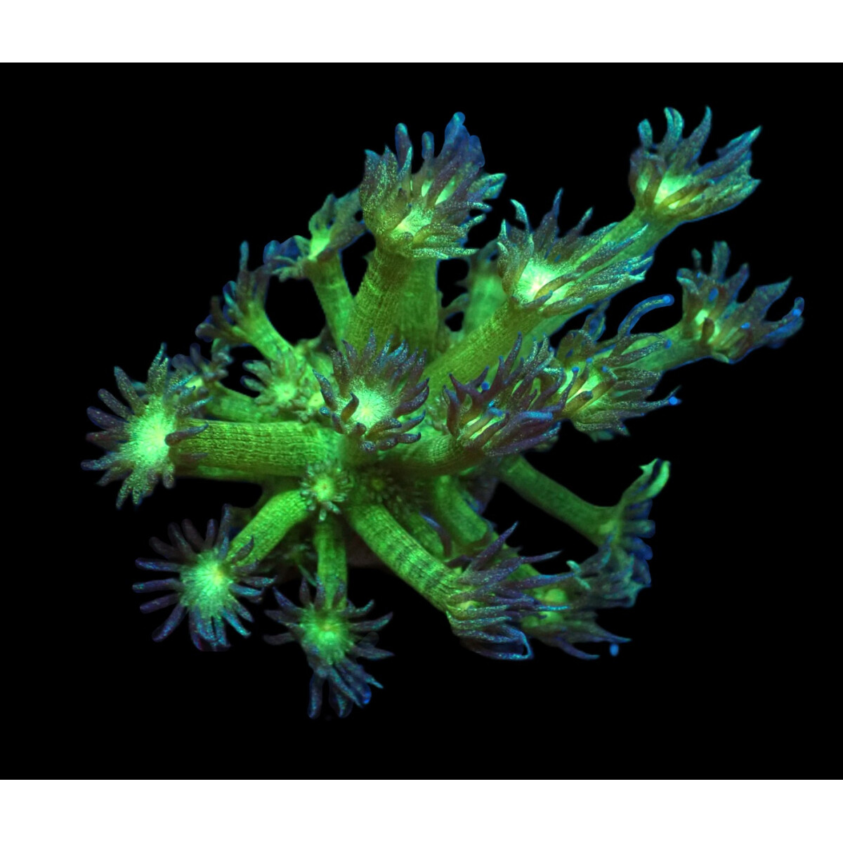 Goniopora sp. (Aussie Glitter) (frag) box