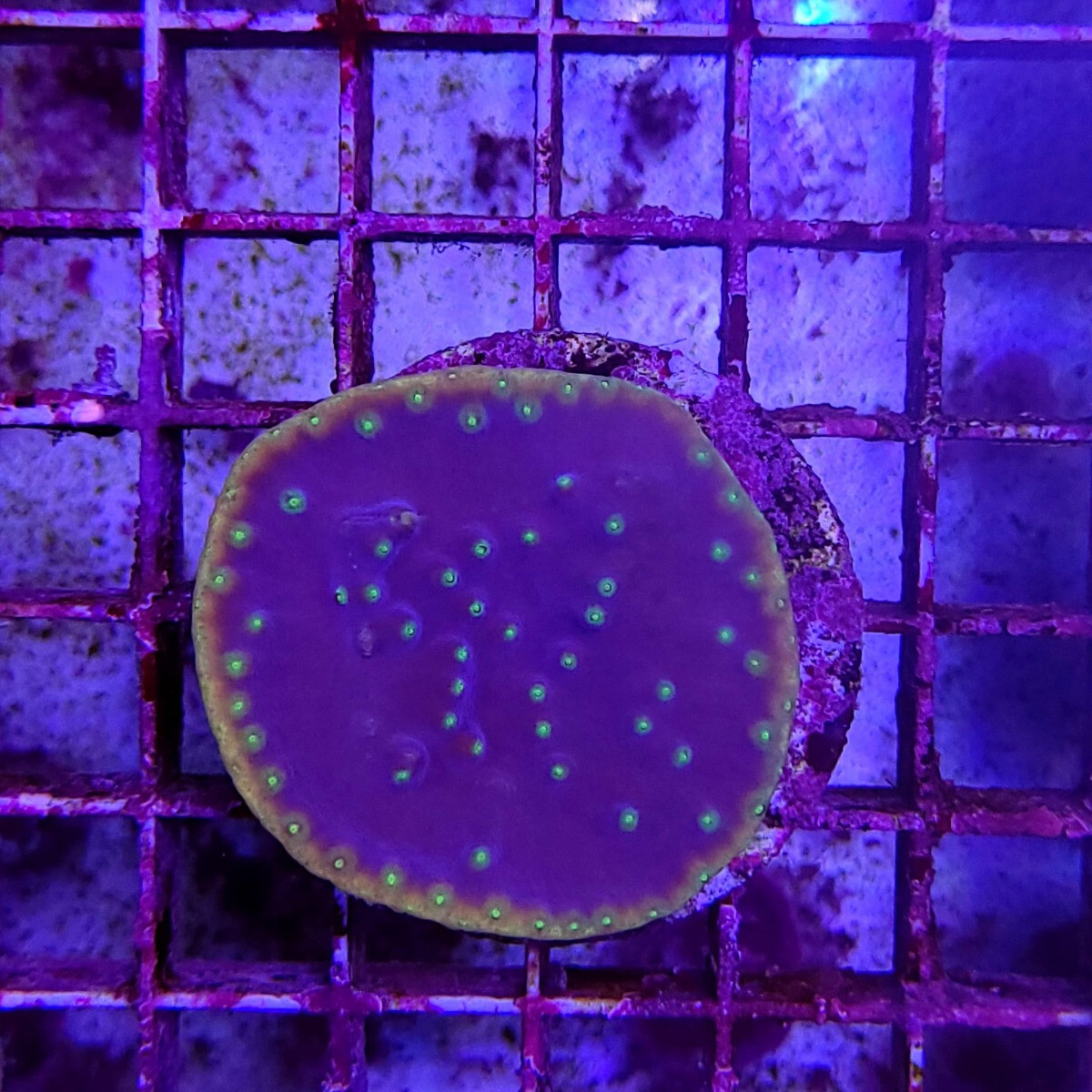 Turbinaria reniformis (frag)