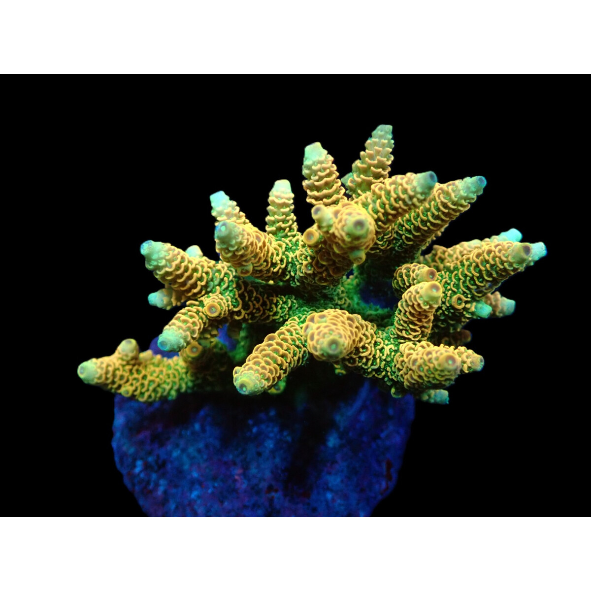 Acropora millepora ( Sunset )
