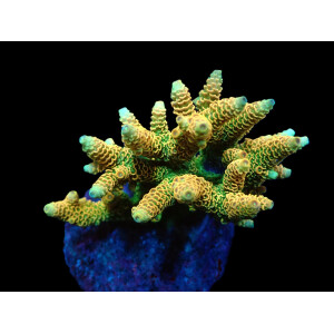 Acropora millepora ( Sunset )