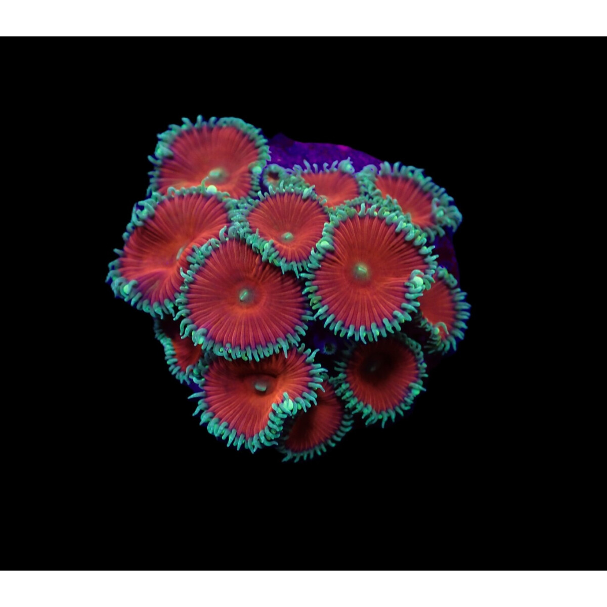 Palythoa spp. (Red Death) box