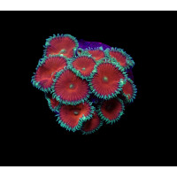 Palythoa spp. (Red Death)