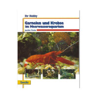 GARNELEN und KREBSE im MEERWASSER