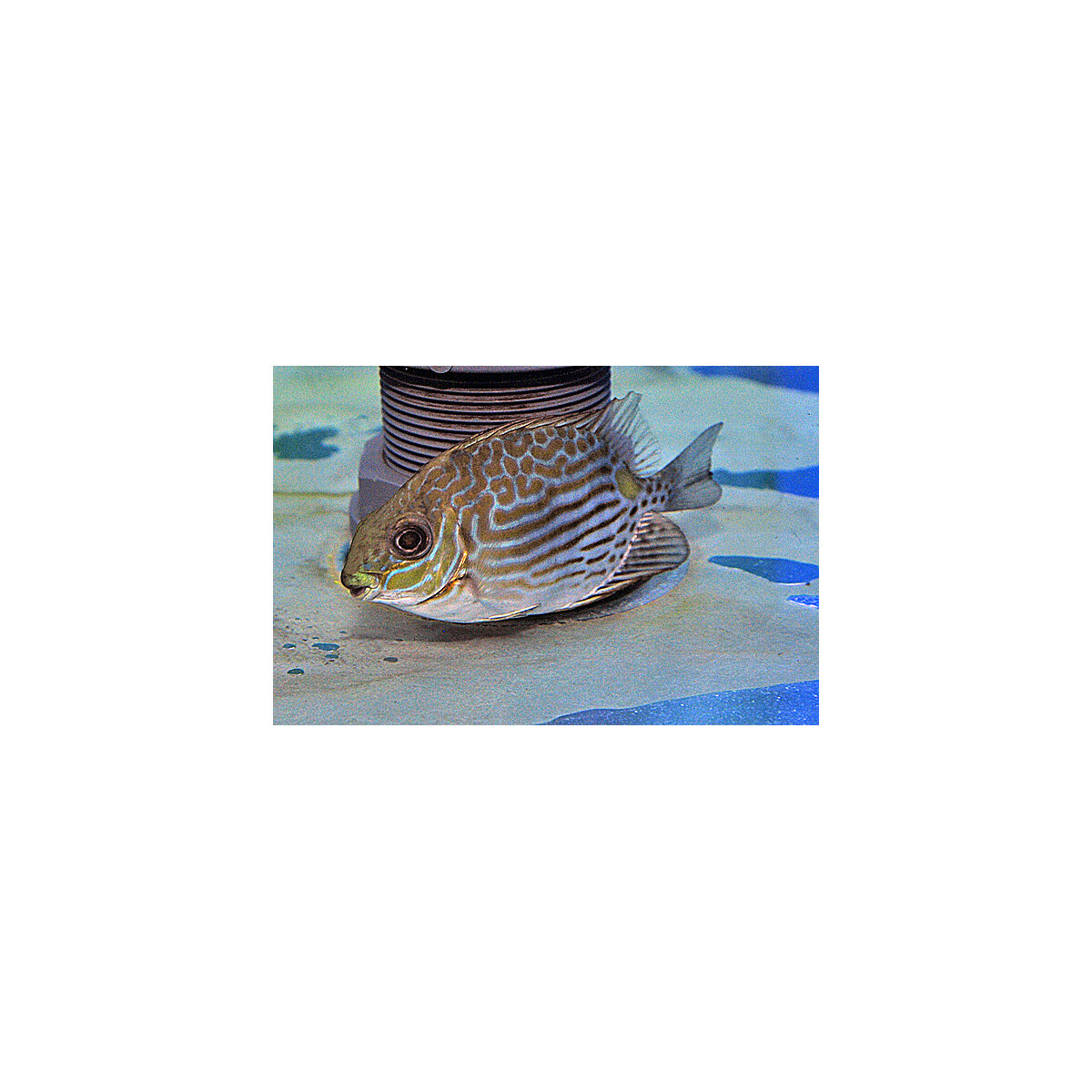 Siganus lineatus - Goldfleck-Kaninchenfisch