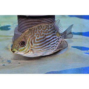 Siganus lineatus - Goldfleck-Kaninchenfisch