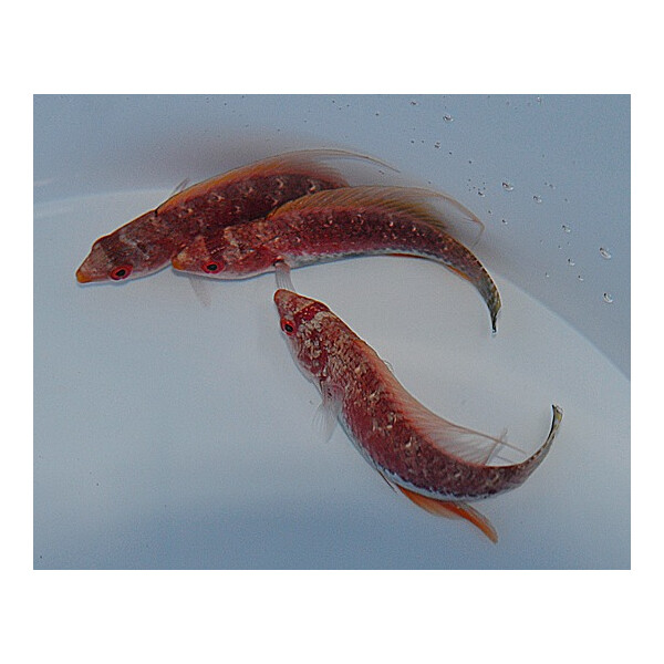 Cirrhilabrus filamentosus - Wimpel-Zwerglippfisch