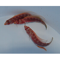 Cirrhilabrus filamentosus - Wimpel-Zwerglippfisch
